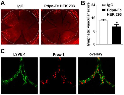 Figure 3. Podoplanin-Fc suppresses lymphangiogenesis in inflamed mouse corneas in vivo. (A) Representative whole-mount micrographs of corneal lymphatic vessels, visualized by immunofluorescent staining for the lymphatic marker LYVE-1 (red) after 2 weeks of treatment with human IgG or podoplanin-Fc (100 μg, injected every second day into subconjunctival space). Original magnification ×25. White circle: demarcation between the cornea and conjunctiva. (B) Summary of lymphatic vascular scores, determined for each cornea based on the circumferential extent and centripetal growth of lymphatic vessels. Data represent mean ± standard error of the mean (nIgG = 10, nPdpn-Fc = 7), * P < .05. (C) Representative micrographs of corneal lymphatic vessels double-stained for LYVE-1 (green) and Prox-1 (red). Original magnification ×400.