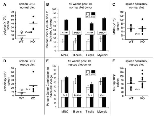 Figure 1. VDR−/− mice have increased HSCs and HPCs in the spleen because of cell-extrinsic effects of VDR loss. (A) Increased HPCs in VDR−/− spleens. VDR−/− and VDR+/+ animals were fed a normal diet immediately after weaning. At 8 weeks of age, animals were killed, and the spleens were removed and crushed through a 40-μm filter. Total splenocyte mononuclear cell (MNC) numbers were obtained with a hemocytometer (trypan blue exclusion). To quantify HPC number, 1 to 2 × 105 splenocytes were plated in M3434 methylcellulose (StemCell Technologies) and scored 12 days later for total colony (defined by a cluster of ≥ 20 cells) number. Colony number was then corrected for total splenocyte number per animal. Bars represent averages; individual mice are represented by individual data points (n = 5). P value was calculated via an unpaired Student t test. (B) Increased HSC frequency in the spleens of VDR−/− animals. Animals were fed a normal diet immediately after weaning. After death at 8 weeks of age, 2 × 106 spleen MNCs from at least 3 pooled VDR+/+ or 3 pooled VDR−/− animals (WT and KO were both CD45.2+) were mixed with 2 × 105 BM MNCs from CD45.1+ (or CD45.1+/CD45.2+ double-positive) WT animals and transplanted into 8 to 10 lethally irradiated (9.5 Gy) CD45.1+ WT hosts. Sixteen weeks after transplantation, stable engraftment was measured by spleen donor contribution to the PB (obtained by tail vein nicking) in the total MNC fraction and in the B-cell (B220+), T-cell (CD4+ or CD8+), and myeloid (CD11b+ or Gr-1+) lineages. All antibodies were purchased from BioLegend, BD Biosciences PharMingen, and eBioscience. Antibody clones used are as follows: GK1.5 (anti-CD4), 53-6.7 (anti-CD8a), RA3-6B2 (anti-B220), RB6-865 (anti–Gr-1), and M1/70 (anti-CD11b). Open columns represent data from WT donors; and filled columns, data from KO donors. Error bars represent SE. P values were calculated using Student t tests. (C) No change in total splenocyte numbers. Animals were fed a normal diet immediately after weaning. After death at 8 weeks of age, spleens were removed and crushed through a 40-μm filter. Total splenocyte MNC numbers were obtained with a hemocytometer (trypan blue exclusion). Bars represent averages. Individual mice are represented by individual data points (n = 9). P value was calculated via an unpaired Student t test. (D) No change in splenic HPCs between VDR−/− and VDR+/+. VDR−/− and VDR+/+ animals were fed a rescue diet immediately after weaning. At 8 weeks of age, animals were killed and analyzed as per the protocol in panel A. Bars represent averages. Individual mice are represented by individual data points (n ≥ 4). P value was calculated via an unpaired Student t test. (E) Little change in HSC frequency after dietary correction. VDR−/− and VDR+/+ animals were fed a rescue diet immediately after weaning. At 8 weeks of age, animals were killed, and splenocytes were transplanted according to the protocol in panel B. Sixteen weeks after transplantation, stable engraftment was measured by spleen donor contribution to the PB (obtained by tail vein nicking) in the total MNC fraction and in the B-cell (B220+), T-cell (CD4+ or CD8+), and myeloid (CD11b+ or Gr-1+) lineages. All antibodies were purchased from BioLegend, BD Biosciences PharMingen, and eBioscience. Antibody clones used are as follows: GK1.5 (anti-CD4), 53-6.7 (anti-CD8a), RA3-6B2 (anti-B220), RB6-865 (anti–Gr-1), and M1/70 (anti-CD11b). Open columns represent data from WT donors; and filled columns, data from KO donors. Error bars represent SE. P values were calculated using Student t tests. (F) No change in total splenocyte numbers. VDR−/− and VDR+/+ animals were fed a rescue diet immediately after weaning. After death at 8 weeks of age, spleens were removed and crushed through a 40-μm filter. Total splenocyte MNC numbers were obtained with a hemocytometer (trypan blue exclusion). Bars represent averages. Individual mice are represented by individual data points (n ≥ 8). P value was calculated via an unpaired Student t test.
