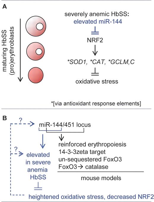 Investigations by Sangokoya et al provide evidence that elevated miR-144 in HbSS erythroid cells from SCD patients with severe anemia can compromise antioxidizing capacities.2 Mechanistically, this may involve miR-144 decay of transcripts for NRF2, a CNC-bZip transcription factor known to regulate several antioxidant genes (A). Panel B outlines (in black font) roles for miR-144/451 as discovered this year via novel knockout mouse models. For erythroid HbSS cells (blue font), interesting parallel questions concerning mechanisms of miR-144/451 dysregulation are raised within a SCD context.