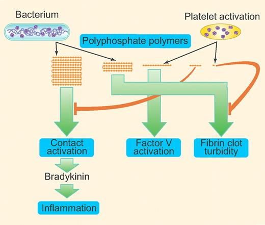 Invading microorganisms release longer polyP polymers whereas activated platelets release shorter polymers (60-100 mer) or very short phosphates (pyrophosphate). Longer polymers (1000+) are very effective in activating the contact pathway of coagulation whereas shorter polymers (60-200 mer) are more effective in activating FV; ≥ 250 mer support maximal fibrin clot turbidity. Pyrophosphate released by platelets can block polyP-induced fibrin clot turbidity. Very short polymers (10-80 mer) can inhibit the contact pathway activation initiated by long-chain polyP. The polymers shown in the figure represent ∼ 1000+ mer, 250+ mer, 60-250 mer, 10-60 mer, and very short phosphates (mono-, pyro-, and triphosphates). The green arrows direct to the point in the clotting cascade that is shown to be affected maximally by the specific range of polymer size. (Professional illustration by Paulette Dennis.)