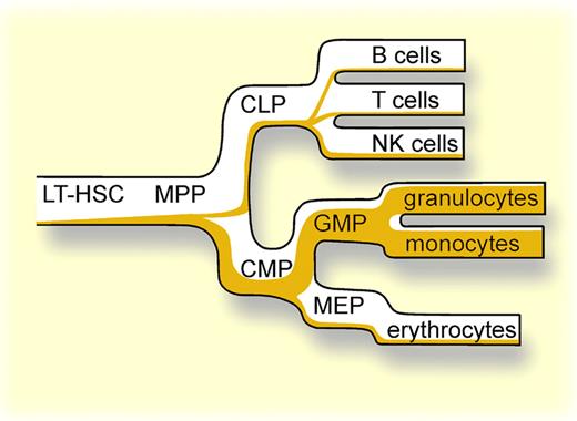 In each hematopoietic compartment, the relative amount of cells that express C/EBPα or the progeny thereof is indicated in orange.