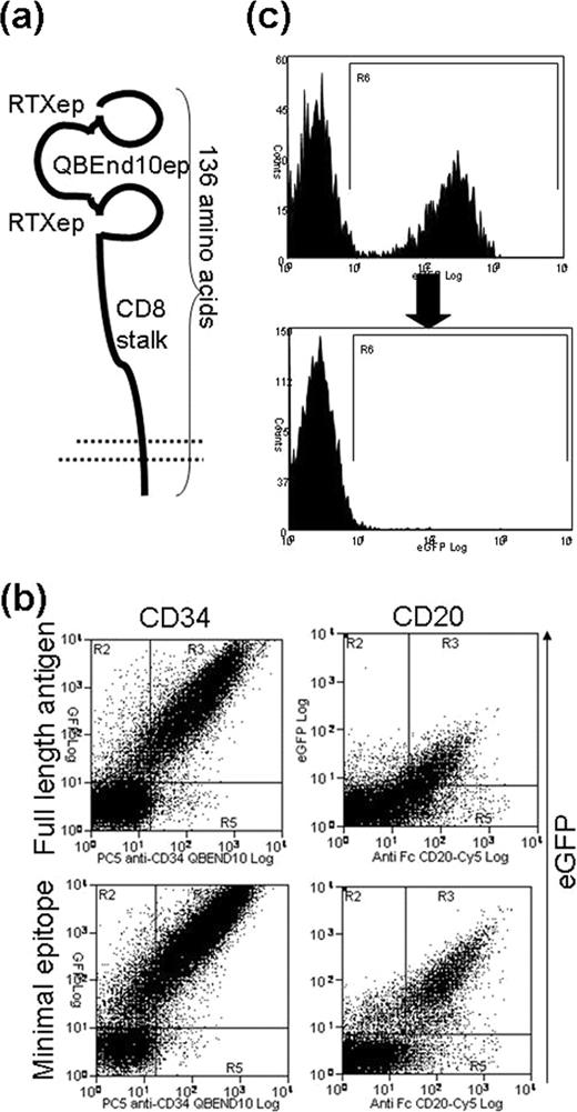 Figure 1. (a) Cartoon showing structure of the mature marker/suicide gene. (b) Sort/suicide gene is co-expressed with eGFP. QBEND10 binding is compared with that of full-length CD34 (left); Similarly Rituximab binding to the marker/suicide construct is compared with that to full-length CD20 (right). (c) Killing efficiency after exposure to complement and rituximab gating on live cells shows deletion of practically all transduced T-cells.