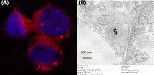Figure 1. (A) 43 nm size latex nanoparticles confocal microscope (Red: nanoparticles, Blue: DAPI stained nuclei) (B) 7 nm GNPs inside a T cell (JEOL 2010 TEM).