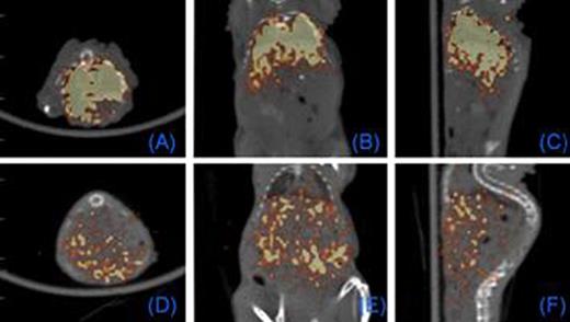 Figure 3. PET Imaging of T cells loaded with intracellular 64Cu-GNPs. 0.5 (A-C) and 18 (D-F) hours after tail vein injection of T cells. Each panel: axial, coronal, sagittal views, respectively.
