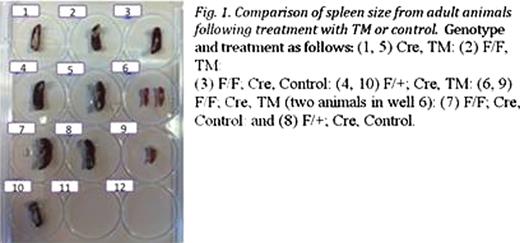 Fig. 1. Comparison of spleen size from adult animals following treatment with TM or control. Genotype and treatment as follows (1, 5) Cre, TM: (2) F/F, TM:(3) F/F, Cre, Control: (4, 10) F/+;Cre, TM:(6, 9) F/F, Cre, TM (two animals in well 6): (7) F/F; Cre, Control and (8) F/+; Cre, Control.