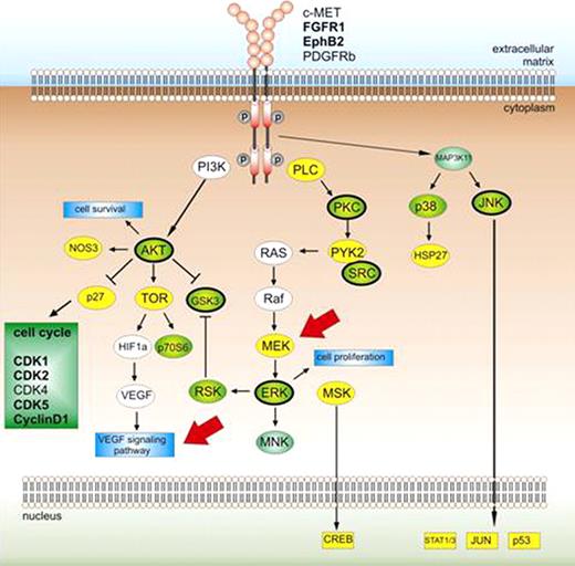 Figure 1. Provisional scheme of active kinases and phosphorylated proteins in AML. Green-white, active kinase; Yellow, phosphorylated protein; Green-Yellow, active kinase and phosphorylated protein; thick lining, bold receptors and, bold cell cycle proteins, kinase activity higher in AML cells compared to normal bone marrow. Red arrows, site of inhibition.