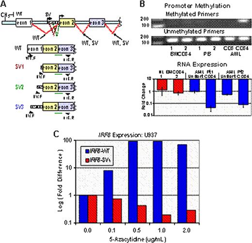 Figure 1. Regulation of IRF8 Expression. A. Structure of IRF8 transcripts. Black bent arrows - start codons; splice donor/acceptor cites connected by dotted lines; pIRE methylation - CH3; primers - black half-arrows; probe - green solid line. B. Figure shows methylation (top) and expression (bottom) of IRF8. Cells from normal donors and lymphocytes (CD3) from AML BM show no evidence of methylation of pIRE and higher expression. AML blasts (CD34) are methylated and show a significant decrease of IRF8 expression. C. Figure shows restoration of IRF8-WT and decrease of IRF8-SVs expression in U937 exposed to 5-Aza.