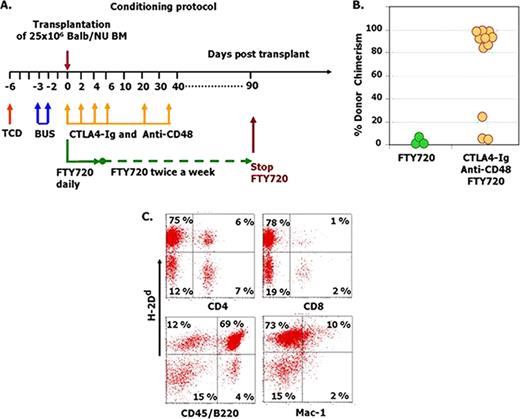 Fig. 1:. Non myeloablative conditioning and co-stimulatory blockade for chimerism induction. (A) C3H/Hen recipient mice were conditioned with busulfan (2×30mg/Kg) and T cell debulking (TCD) with 300mg anti CD4 and anti CD8. Post transplant treatment included 200mg CTLA4 Ig, 250mg anti CD48, and 0.1mg FTY720 administered at the indicated time points. (B-C): Long term multilineage chimerism (A) Chimerism level 163 days after cessation of immune suppression. (B) Typical multilineage chimerism in the spleen of a chimeric mouse shown in B.