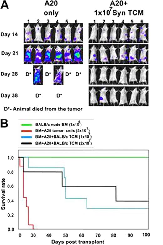 Figure 1:. Syngeneic anti 3rd party Tcm inhibit tumor relapse after syngeneic BM transplantation . / (A) Tumor growth was monitored by weekly bioluminesence imaging (BLI); (B) Survival curves.