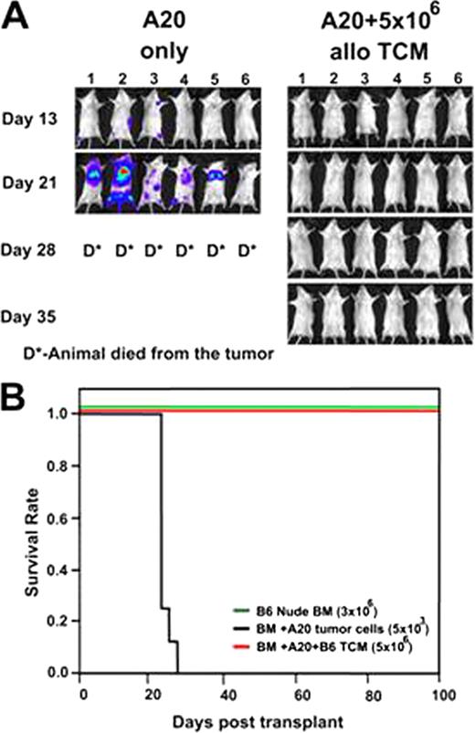 Figure 2:. Allogeneic anti 3rd party Tcm inhibit tumor relapse after allogeneic BM transplantation . / (A) Tumor growth was monitored by weekly BLI; (B) Survival curves.
