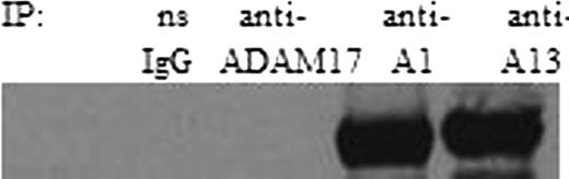 Fig. 3. An antibody to ADAMTS13 immunoprecipitates VEGF in similar amounts as anti-ADAMTS1 when proteins from HUVEC lysates are crosslinked prior to co-immunoprecipitation. Nonspecific IgG fails to immunoprecipitate VEGF, as does anti-ADAM17. (A1 = ADAMTS1; A13 = ADAMTS13)
