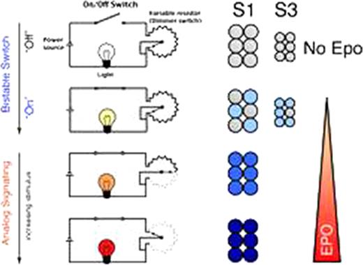 Figure 1:. Stat5 activation in response to low, basal Epo is through a bistable switch that generates a low intensity signal. A further increase in Epo results in a graded increase in signal, but only in cells that express high Stat5.