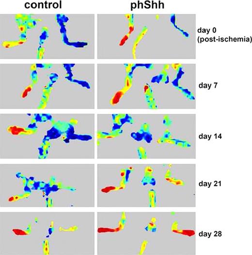 Figure 1. (a) Laser Doppler perfusion imaging. (b) Mice treated with phShh displayed significant increase of the ischemic/contralateral leg perfusion ratio.