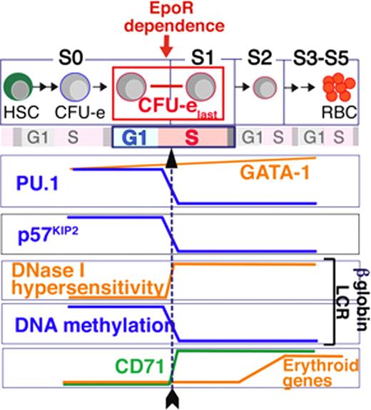 Figure 1:. Regulation of the S0 to S1 transition in fetal liver erythropoiesis. Multiple differentiation milestones are synchronous with early S-phase in the last CFU-e generation (CFU-elast, black arrow), and are dependent on DNA replication.