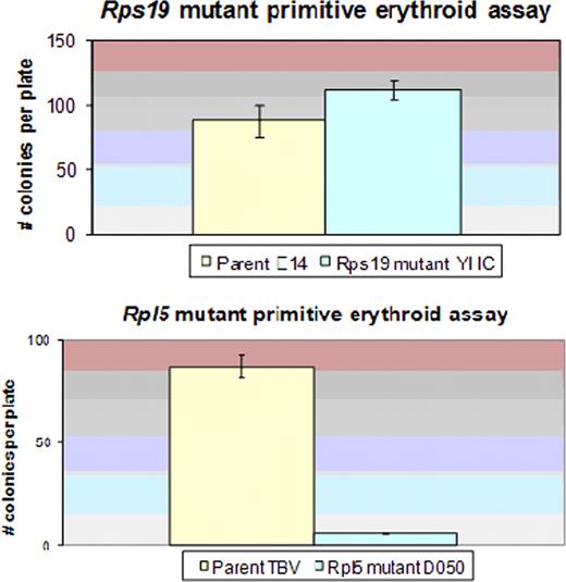 Figure 1. Primitive erythropoiesis assays for Rps19 and Rpl5 mutant cell lines, compared with parental controls. Day 4 EBs were disaggregated and re-plated in methylcellulose-based primitive hematopoiesis differentiation media containing plasma-derived serum and epo. Colonies were counted on day 7.
