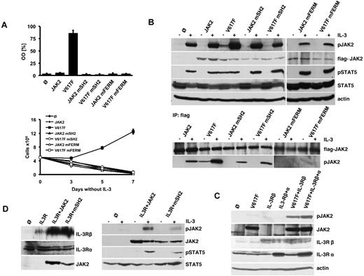 Figure 1. JAK2V617F requires an intact FERM and SH2 domain for constitutive ligand-independent activation. (A) Proliferation of parental Ba/F3 cells (Ø) and Ba/F3 cells expressing WT-JAK2 (JAK2) or JAK2 containing the V617F (V617F), R426K (JAK2 mSH2), L40A/Y41A (JAK2 mFERM) single mutations, or the JAK2V617F+R426K (V617F mSH2) and JAK2V617F+L40A/Y41A (V617F mFERM) double mutations as indicated. Cell growth in the absence of IL-3 was quantified by the relative optical density (OD) after 96 hours using an MTS-based assay (top panel). Absolute cell numbers over time were measured in the absence of IL-3 by trypan blue exclusion (bottom panel). The figures represent 1 of 3 independent experiments. Values are expressed as mean of triplicates ± SEM. (B) Parental Ba/F3 and Ba/F3 cells expressing WT and mutant JAK2 as indicated and described in panel A were serum-starved for 12 hours and stimulated with IL-3 or vehicle for 5 minutes. Lysates were subjected to Western blotting with the indicated antibodies (top panel). Unstimulated and IL-3–stimulated cell lines expressing JAK2 constructs described in panel A were immunoprecipitated from whole-cell lysates using an anti-Flag antibody and immunoblotted with the indicated antibodies (bottom panel). Note that the detection of JAK2V617F mFERM required longer exposures compared with the other JAK2 constructs. (C) Cell lysates were prepared from γ2A cells stably expressing mock vector (Ø), JAK2V617F alone (V617F), IL-3Rβ chain (IL-3Rβ) alone, IL-3Rβ chain together with JAK2V617F (V617F+IL-3Rβ), and IL-3R β chain plus α chain (IL-3Rβ+α) alone and together with JAK2V617F (V617F+IL-3Rβ+α). Lysates were analyzed by Western blotting with the indicated antibodies. (D) Cell lysates of γ2A cell lines stably expressing control vector (Ø), WT-JAK2 (JAK2) and JAK2R426K (JAK2 mSH2) along with IL-3Rα and β chains (IL-3R) were immunoblotted with the indicated antibodies (left panel). γ2A cell lines stably expressing IL-3R, control vector (Ø), WT-JAK2 (JAK2), and JAK2R426K (JAK2 mSH2) were serum-starved for 12 hours followed by stimulation with IL-3 or vehicle. Cells were lysed and analyzed by immunoblotting with the indicated antibodies (right panel).