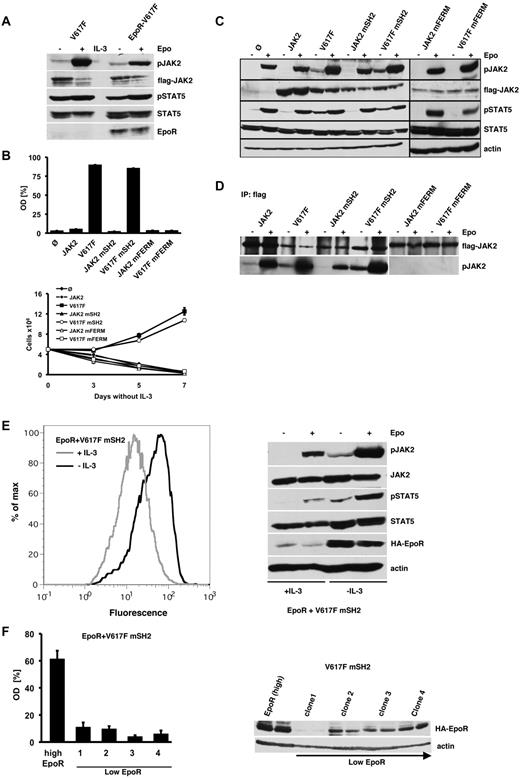 Figure 2. SH2 domain-mutated JAK2V617F can be rescued by forced overexpression of EpoR. (A) JAK2V617F-expressing Ba/F3 (V617F) and EpoR-Ba/F3 (EpoR) cells were selected by IL-3 withdrawal, serum-starved for 12 hours and stimulated with IL-3, Epo, or vehicle. Cell lysates were subjected to immunoblotting using the indicated antibodies. (B) EpoR-Ba/F3 cells expressing WT-JAK2 and the indicated JAK2 mutants described in Figure 1A were grown in the absence of Epo. Cell growth was measured by MTS-based assay and by trypan blue exclusion as in Figure 1A. The figures represent 1 of 3 independent experiments. Values are expressed as mean of triplicates ± SEM. (C) EpoR-Ba/F3 cells expressing WT or mutant JAK2 as indicated and selected by IL-3 withdrawal as described in panel B were serum-starved for 12 hours and stimulated with Epo or vehicle for 5 minutes. Lysates were subjected to Western blotting with the indicated antibodies. Note that the detection of JAK2V617F mFERM required longer exposures compared with the other JAK2 constructs. (D) EpoR-Ba/F3 cells containing WT-JAK2 or the JAK2 mutants as indicated were serum-starved and stimulated with Epo or vehicle. Flag-tagged JAK2 was IP from whole-cell lysates by an anti-Flag antibody and immuoblotted with the indicated antibodies. (E) Ba/F3 JAK2V617F mSH2 cells were transduced with MSCV-eGFP-EpoR (EpoR+V617F mSH2) and grown in the presence or absence of IL-3 over a period of 3 days. FACS analysis was used to determine surface expression levels of EpoR (left panel). Analysis of JAK2 and STAT5 activation in these 2 EpoR-expressing Ba/F3 cell populations in the absence and presence of Epo was determined by Western blot (right panel). (F) Proliferation of isolated SH2-mutated JAK2V617F (V617F mSH2) Ba/F3 single-cell clones expressing high or low levels of EpoR as quantified by the relative optical density (OD) using MTS assay. The figure represents 1 of 2 independent experiments. Values are expressed as mean of triplicates ± SEM (left panel). EpoR expression levels were determined by Western blot analysis (right panel).