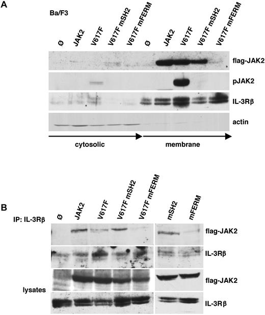 Figure 3. The SH2 domain mutation does not impair membrane and IL-3 receptor association of JAK2. (A) Parental Ba/F3 (Ø) and Ba/F3 cells expressing WT-JAK2 (JAK2), JAK2V617F (V617F), JAK2V617F+R426K (V617 mSH2), and JAK2V617F+L40A/Y41A (V617F mFERM) were surface-biotinylated followed by streptavidin IP. The bound (membrane) and unbound (cytosolic) fractions were subjected to immunoblotting with antibodies to Flag and phospho-JAK2. IL-3Rβ and actin were used as loading controls. (B) IL-3Rβ chain was immunoprecipitated from parental Ba/F3 (Ø) and Ba/F3 cells expressing WT-JAK2 (JAK2), JAK2V617F (V617F), JAK2V617F+R426K (V617F mSH2), JAK2V617F+L40A/Y41A (V617F mFERM), JAK2R426K (mSH2), and JAK2L40A/Y41A (mFERM). Coprecipitated JAK2 and precipitated IL-3Rβ were determined by Western blot as indicated (top panels). Western blot analysis of lysates used is shown in the 2 bottom panels.