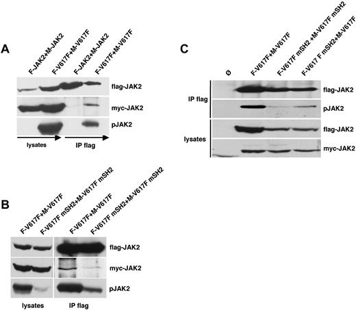 Figure 4. The SH2 domain is required for the transphosphorylation of JAK2V617F. (A) 2 WT-JAK2 or JAK2V617F constructs containing either a myc (M-JAK2, M-V617F) or Flag tag (F-JAK2, F-V617F) were coexpressed in 293T cells. Flag-tagged JAK2 proteins were immunoprecipitated from cell lysates and analyzed for co-IP of myc-tagged JAK2 by anti-myc immunoblotting and phospho-JAK2. (B) 293T cells coexpressing either Flag- and myc-tagged JAK2V617F (F-V617F, M-V617F) or Flag- and myc-tagged JAK2V617F+R426K (F-V617F mSH2, M-V617F mSH2) were analyzed as described in panel A. (C) Ba/F3 cells stably expressing Flag- and myc-tagged JAK2V617F and JAK2V617F+R426K mutants as indicated were lysed analyzed by Flag-IP and subsequent phospho-JAK2 and flag immunoblot. Expression levels of the JAK2 constructs in the lysates were controlled by Flag and myc Western blot. The cell lines used in this experiment were mock-transduced Ba/F3 cells (Ø, lane 1), flag-JAK2V617F (F-V617F) with myc-JAK2V617F (M-V617F; lane 2), flag-JAK2V617F+R426K (F-V617F mSH2) with myc-JAK2V617F+R426K (M-V617F mSH2; lane 3), and Flag-JAK2V617F+R426K (F-V617F mSH2) with myc-JAK2V617F (M-V617F; lane 4).