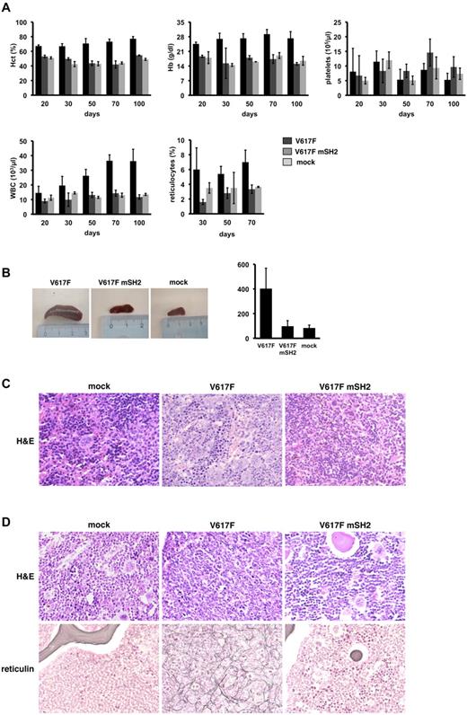 Figure 5. The SH2 domain is required for the induction of a JAK2V617F-driven MPN and myelofibrosis in a murine BM transplantation model. (A) Three independent transplantation experiments were performed. Results of one representative transplantation are depicted. Murine BM was retrovirally infected with JAK2V617F (V617F, n = 4), JAK2V617F+R426K (V617F mSH2, n = 3), or empty vector (mock, n = 2) and transplanted into lethally irradiated syngenic recipient mice. Hematocrit (%), hemoglobin (g/dL), platelets (G/L), WBC (G/L), and reticulocytes (‰) of transplanted mice at the indicated time points after transplantation are shown. (B) Spleens of representative transplanted animals are shown (left panel), and spleen size was quantified by weight (mg). Values are expressed as mean ± SEM of all animals transplanted. (C) The histopathologic analysis (hematoxylin and eosin staining, ×400) revealed hyperplastic, left-shifted myelopoiesis, and clusters of megakaryocytes in the spleens of JAK2V617F mice, whereas spleens of mock and JAK2V617F mSH2 mice showed normal cellularity. (D) Hematoxylin and eosin and reticulin stainings as labeled of representative tissue samples are shown (×400): left (mock) a normal cellular BM is shown. Note, that all hematopoietic cell lines are present, and the amount of BM fibers is normal. In the middle, BM from a JAK2V617F (V617F) mouse is shown, displaying a left-shifted increase of myeloid cells and a marked presence of collagen fibers, similar to the increase of reticulin fibers in human myeloproliferative disorders. BM obtained from JAK2V617 mSH2 (V617F mSH2) mice shows cellularity and fiber distribution nearly identical to the mock mice shown on the left. Slides were viewed with a Zeiss Axioplan 2 microscope (40×/0.75NA Plan-Neofluar air objective). Images were acquired using a Zeiss Axiocam MRc 5 camera and were processed with Axiovision Rel 4.6 scanning software.