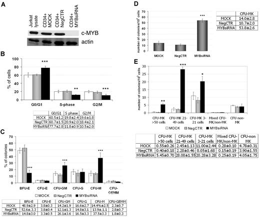 Figure 1. Effects of c-myb silencing on cell-cycle distribution and clonogenic activity of CD34+ cells. (A) Western blot analysis of c-myb expression 24 hours after nucleofection. (B) Results of statistical analysis on the percentage of cells in the different cell-cycle phases performed by PI staining 24 hours after nucleofection (mean ± 2 SEM; n = 8). (C) Methylcellulose clonogenic assay results (mean ± 2 SEM; n = 8). Values are reported as percentages. (D-E) Megakaryocyte clonogenic assay results (mean ± 2 SEM; n = 4) in terms of megakaryocyte colony number (D) and size (E). Values are reported as number of megakaryocyte colonies for 1000 plated cells. Error bars in the graphs represent SD. *P ≤ .05, **P ≤ .01, and ***P ≤ .001 vs both MOCK and NegCTR samples. n = number of experiments.