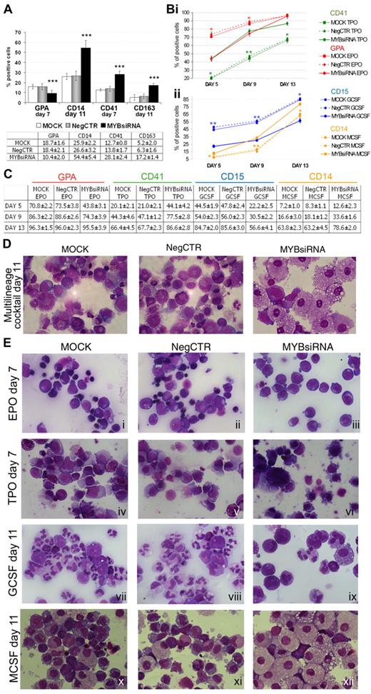 Figure 2. c-myb silencing effects on CD34+ stem/progenitor cells differentiation. (A) Flow cytometric analysis of CD14 and CD163 (day 11 after nucleofection), GPA and CD41 (day 7 after nucleofection) markers after liquid multilineage culture (mean ± 2 SEM; n = 8). Error bars in the graphs represent SD. ***P ≤ .001 in MYBsiRNA versus MOCK and NegCTR. (B) Flow cytometric analysis of (i) GPA, CD41, (ii) CD15 and CD14 markers after liquid unilineage (i) erythroid, megakaryocyte, (ii) granulocyte and mono-macrophage culture, respectively (n = 3). For each marker, flow cytometry data at 5, 9, and 13 days after nucleofection are reported. Error bars represent SD. *P ≤ .05, **P ≤ .01, and ***P ≤ .001 in MYBsiRNA versus MOCK and NegCTR. (C) Table summarizing flow cytometry data for unilineage cultures (mean ± 2 SEM; n = 3). (D-E) Morphological analysis of May-Grunwald-Giemsa–stained cytospins after both liquid multilineage culture (day 11; D) and liquid unilineage (E) erythroid (day 7, i-iii), megakaryocyte (day 7, iv-vi), granulocyte (day 11, vii-ix) and mono-macrophage (day 11, x-xii) culture after nucleofection. The images were captured by Axioskop 40 microscope, by means of AxioCam HRc Digital Camera and Axiovision software 3.1 (all Carl Zeiss MicroImaging Inc). The images were then processed with Adobe Photoshop 7.0 software. Original magnification ×630. n = number of experiments.