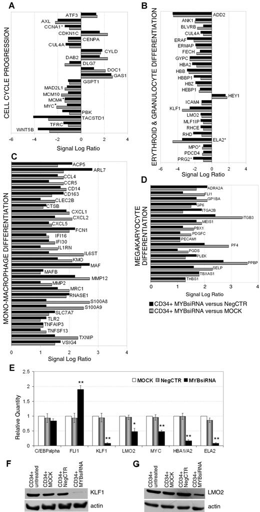 Figure 3. c-myb silencing effects on CD34+ cells gene expression profile. Microarrays data of (A) cell-cycle–related, (B) erythroid, granulocyte, (C) mono-macrophage, and (D) megakaryocyte genes. * indicates genes already reported as c-myb targets. (E) Microarrays data validation by qRT-PCR of a subset of transcripts (mean ± 2 SEM; n = 3). Error bars represent SD. *P ≤ .05 and **P ≤ .01 in MYBsiRNA versus MOCK and NegCTR. n = number of experiments. (F-G) Western blot detection of KLF1 (F) and LMO2 (G) expression levels 24 hours after nucleofection.