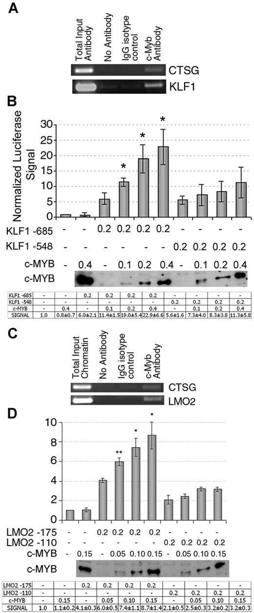 Figure 4. Validation of KLF1 and LMO2 as c-myb direct target genes. (A) KLF1 promoter-specific PCR performed in a representative ChIP experiment. CTSG promoter-specific PCR is shown as a positive control for immunoprecipitation. ChIP and PCRs were performed in triplicate. (B) c-myb transactivation of KLF1 promoter-driven luciferase expression. The amounts (in micrograms) of cotransfected plasmids are reported. In the panel below, protein extracts from the transfected cells were tested for c-myb expression levels by Western blot. Luciferase levels (mean ± 2 SEM;n = 3) are normalized by setting the empty pXP1/pCMV6XL5 vectors-transfected sample as = 1. Error bars represent SD. *P ≤ .05 versus pXP1KLF1-685+empty pCMV6XL5-transfected sample. (C) LMO2 promoter-specific PCR performed in a representative ChIP experiment. CTSG promoter-specific PCR is reported as a positive control for immunoprecipitation. ChIP and PCRs were performed in triplicate. (D) c-myb transactivation of LMO2 promoter-driven luciferase expression. The amounts (in micrograms) of cotransfected plasmids are reported. In the panel below, c-myb expression levels were detected by Western blot in protein extracts from the transfected cells. Luciferase levels (mean ± 2 SEM; n = 3) are normalized by setting the empty pXP1/pCMV6XL5 vectors-transfected sample as = 1. Error bars represent SD. *P ≤ .05 and **P ≤ .01 versus pXP1LMO2-175+empty pCMV6XL5-transfected sample. n = number of experiments.