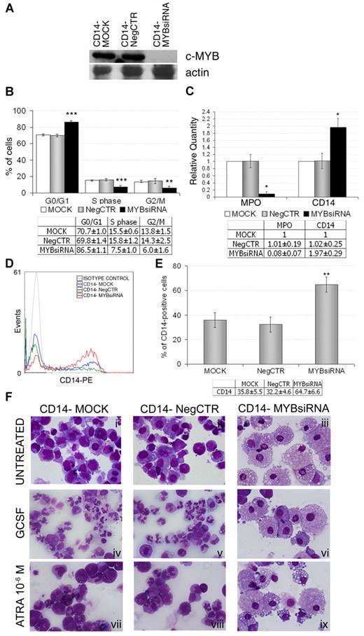 Figure 5. c-myb silencing effects on CD14− myeloblasts differentiation. (A) Western blot analysis of c-myb expression 24 hours after the last nucleofection. (B) Results of statistical analysis on the percentage of cells in the different cell-cycle phases performed by PI staining 24 hours after nucleofection (mean ± 2 SEM; n = 5). (C) qRT-PCR data (mean ± 2 SEM; n = 3). (D-E) Flow cytometry analysis of CD14 at day 4 after nucleofection: (D) histogram showing a representative experiment and (E) statistical analysis (mean ± 2 SEM; n = 5). *P ≤ .05, **P ≤ .01, and ***P ≤ .001 vs MOCK and NegCTR. Error bars represent SD. (F) Morphological analysis of May-Grunwald-Giemsa–stained cytospins at day 4 after nucleofection (ie, 3 days after ATRA treatment) for both untreated (i-iii) and ATRA-treated (vii-ix) myeloblasts and at day 11 (ie, after 10 days of GCSF treatment) for GCSF-treated cells (iv-vi). The images were captured by Axioskop 40 microscope, by means of AxioCam HRc Digital Camera and Axiovision software 3.1 (all Carl Zeiss MicroImaging Inc). The images were then processed with Adobe Photoshop 7.0 software. Original magnification ×630. n = number of experiments.