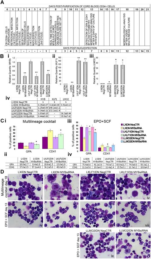 Figure 7. Rescue of KLF1 and LMO2 expression in Myb-silenced CD34+ cells. (A) Flowchart reporting the experiment timing (expressed in days) after CB-derived CD34+ stem/progenitor cells purification (in the upper part) and after the last of 3 nucleofection cycles (reported as postnucleofection on the lower part). (B) qRT-PCR analysis of (i) c-myb, (ii) KLF1, and (iii) LMO2 expression 48 hours after nucleofection. For each transcript, data are reported as Relative Quantity (RQ) of the mRNA in LXIDN MYBsiRNA (transduced with the empty retroviral vector and transfected with the c-myb siRNA), LKLF1IDN NegCTR, LLMO2IDN NegCTR (transduced with the retroviral vector for the overexpression of KLF1 and LMO2, respectively, and transfected with the nontargeting siRNA), LKLF1IDN MYBsiRNA and LLMO2IDN MYBsiRNA (transduced with the retroviral vector for the overexpression of KLF1 and LMO2, respectively, and transfected with the c-myb siRNA) respect to the LXIDN NegCTR sample (transduced with the empty retroviral vector and transfected with the nontargeting siRNA), which was set as calibrator. (iv) Table summarizing c-myb, KLF1, and LMO2 expression data (mean ± 2 SEM; n = 3). Error bars in the graphs represent SD. *P ≤ .05 and **P ≤ .01 vs LXIDN NegCTR sample. (C) Flow cytometric analysis of GPA and CD41 markers at day 7 after nucleofection after liquid culture with a multilineage cocktail of cytokines (i,ii) or with a cocktail of EPO and SCF, supporting the erythroid differentiation (iii-iv). Flow cytometry data (expressed as percentages of GPA- and CD41-positive cells) are reported in the graphs (i) and (iii) as mean ± SD and are summarized in the tables in panels ii and iv, respectively, as mean ± 2SEM. Results come from 3 independent experiments. *P ≤ .05 vs LXIDN MYBsiRNA sample. (D) Morphological analysis of May-Grunwald-Giemsa–stained cytospins after both liquid multilineage (day 18, i-iv) (C) and liquid unilineage erythroid (day 13, vi-x) culture post-CD34+ cells purification. The images were captured by the microscope Axioskop 40 microscope by means of AxioCam HRc Digital Camera and Axiovision software 3.1 (all Carl Zeiss MicroImaging Inc). The images were then processed with Adobe Photoshop 7.0 software. Original magnification ×630. n = number of experiments.