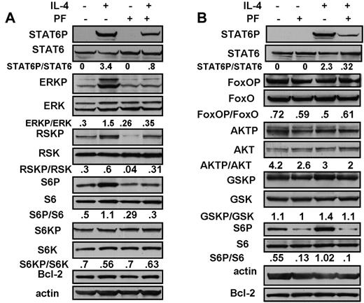 Figure 2. Analysis of downstream signaling events in CLL cells treated with IL-4. CLL cells were incubated for 18 hours in the presence of 100μM Z-VAD-FMK. IL-4 (10 ng/mL) or PF-956980 (1μM) were added, as indicated. Protein lysates were analyzed by Western blotting using phosphorylation state-specific antibodies, as indicated. Isolates from CLL18 and 16 were used in the experiments depicted in panels A and B, respectively. The data are representative of 9 (A) and of 5 (B) independent experiments.