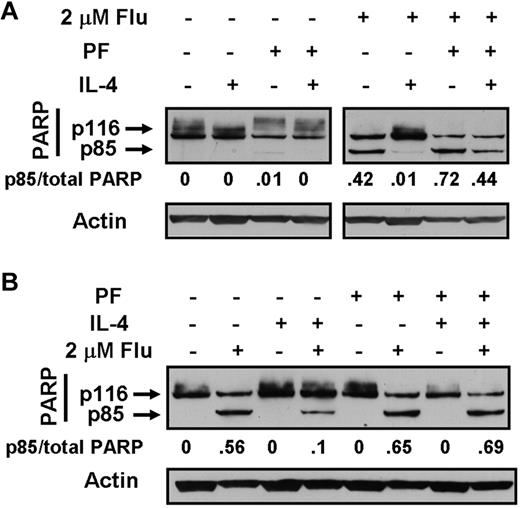 Figure 5. Western blot analysis of PARP cleavage in CLL cells. Cells from CLL 21 (A) or CLL 17 (B) were incubated for 18 hours with the indicated additions. IL-4 was added at 10 ng/mL and PF-956980 at 1μM. Lysates were analyzed by Western blotting. PARP cleavage was quantified by dividing the densitometric band intensity of the 85-kDa band by the total intensities of the 116- and 85-kDa bands. The data are representative of 10 experiments.
