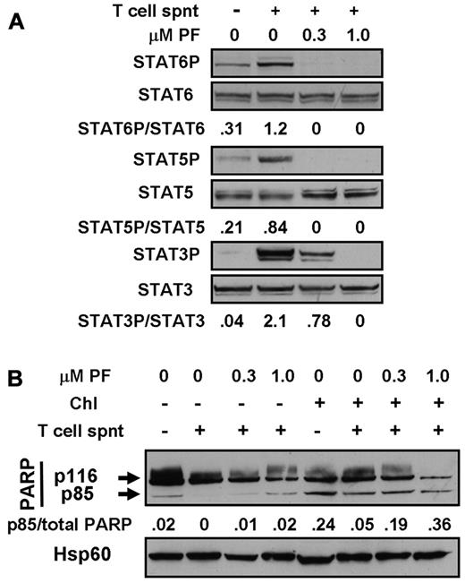 Figure 6. Cytoprotection by T-cell supernatants. (A) Cells from patient CLL16 were incubated for 20 minutes in the absence or presence of 20% T-cell supernatant (spnt) and/or PF-956980, as shown. Proteins were extracted and analyzed by Western blotting using the antibodies indicated. (B) Cells from patient CLL18 were left untreated or incubated with 100μM chlorambucil, as indicated, washed, and resuspended in fresh medium. PF-956980 and/or 20% T-cell supernatant were added, as indicated. After 18 hours of further incubation, proteins were extracted and PARP cleavage was quantified by Western blotting. Data are representative of 3 experiments.