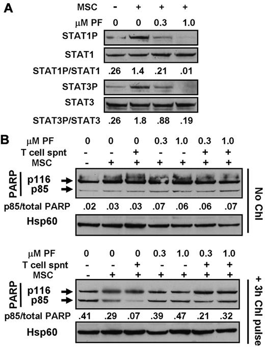 Figure 7. Cytoprotection by bone marrow stromal cells. (A) Cells from patient CLL1 were incubated for 18 hours with or without contact with marrow stromal cells (MSCs), as indicated. PF-956980 was added at the concentrations shown. Proteins were extracted and analyzed by Western blotting. (B) Cells from CLL12 were left untreated or incubated with 100μM chlorambucil for 3 hours, washed, and resuspended in fresh medium. Cells were placed in wells of a 24-well culture plate in the absence or presence of MSCs, as indicated. PF-956980 was added at the concentrations shown. After 18 hours of further incubation, proteins were extracted and PARP cleavage was quantified by Western blotting. Data are representative of 5 experiments.