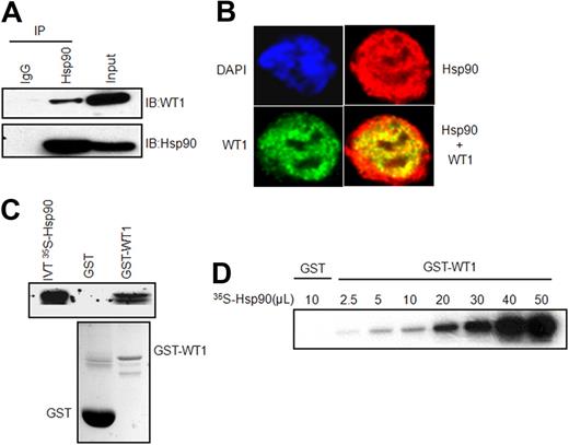 Figure 1. Direct interaction between WT1 and Hsp90. (A) Equal amounts of K562 protein extracts were immunoprecipitated (IP) with agarose-conjugated mouse immunoglobulin G (IgG) or anti-Hsp90 antibodies, and immunoprecipitates were subjected to SDS-PAGE and immunoblotted (IB) for WT1 (top panel) and Hsp90 (bottom panel). Input represents ∼5% of the total protein extract used for immunoprecipitation. (B) Subcellular colocalization of WT1 and Hsp90. K562 cells were stained with DAPI (blue, nuclear stain) and antibodies to WT1 (green) or Hsp90 (red), and confocal images were acquired at 100× magnification. (C) GST pull-down assay. In vitro–translated and 35S-methionine–labeled full-length Hsp90 was incubated with GST or GST-WT1 protein immobilized on glutathione-sepharose beads, and bound WT1 was detected by fluorography (top panel). 20% of the in vitro–translated protein was used for pull-downs. The bottom panel shows the purity of GST-fused proteins on a Coomassie blue-stained SDS-PAGE gel. (D) Dose-dependent binding of Hsp90 to WT1. Increasing amounts of 35S-methionine–labeled Hsp90 were added to GST-WT1, and binding was analyzed by autoradiography.