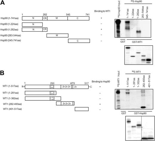 Figure 2. Mapping of Hsp90–WT1 interacting domains by GST pull-down assay. (A) Schematic diagram of Hsp90 domains on the left, with the expression constructs and their binding to WT1 on the right. GST pull-down assays were performed using bacterially expressed GST-WT1 (1-517 aa) and GST (negative control) and in vitro–translated and 35S-methionine–labeled full-length and deletion mutants of Hsp90. Bound proteins were separated by SDS-PAGE and visualized by fluorography. Bottom panel shows the in vitro–translated Hsp90 proteins. (B) Schematic diagram of WT1 domains on the left, with the expression constructs and their binding to Hsp90 on the right. GST pull-down assays were performed using bacterially expressed GST-Hsp90 (1-282 aa), GST (negative control), and in vitro–translated and 35S-methionine–labeled full-length and deletion mutants of WT1 and analyzed in panel A. A vertical line has been inserted to indicate a repositioned gel lane in the bottom panel.