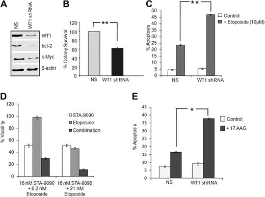 Figure 5. Silencing WT1 expression decreases colony formation capacity and enhances the sensitivity of leukemia cells to etoposide and 17-AAG. (A) K562 cells were transiently transfected with nonspecific (NS) and WT1 shRNA plasmids. After 48 hours, silencing of WT1 protein and the downstream WT1-regulated proteins Bcl-2 and c-Myc were analyzed by Western blotting. (B) K562 cells stably expressing NS or WT1 shRNA were plated in triplicate in semisolid media, and colony formation was scored after 10 days. Colonies were defined as aggregates of greater than 50 cells. Data represent means ±SDs of triplicates (**P < .005). (C) K562 cells stably expressing NS or WT1 shRNA as in panel B were left untreated or treated with 10μM etoposide for 24 hours. Apoptosis was assessed by annexin V staining and flow cytometry. Data represent means ± SDs of 2 independent experiments (*P < .05). (D) K562 cells were treated with either STA-9090 or etoposide alone or with a combination of both for 72 hours. Viability was assessed by alamarBlue assay and fluorometry. (E) K562 cells stably transfected with NS or WT1 shRNA were left untreated or treated with 5μM 17-AAG for 48 hours. Apoptosis was measured as described in panel C. Data represent means of ± SDs of triplicates (*P < .05).