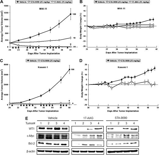 Figure 6. Hsp90 inhibitors decrease tumor growth and WT1 expression in leukemia tumor models. (A-B) 17-AAG and STA-9090 treatment at their respective HNSTDs significantly inhibited tumor growth in the MV4-11 (A) and the Kasumi-1 (B) xenograft models. In both studies, intravenous dosing was conducted 5× per week (arrowheads). STA-9090 treatment significantly inhibited tumor growth relative to vehicle in both models (*P < .05), and there was a strong trend toward STA-9090 being superior to 17-AAG in the MV4-11 model, although this difference or the difference between the 17-AAG and vehicle-treated groups did not reach statistical significance. Error bars represent ± SEM (n = 8/group). (C-D) Both compounds were well tolerated, as indicated by minimal affects on body weight loss in the MV4-11 (C) and Kasumi-1 (D) xenograft models over the course of the study. The differences in body weight changes between the vehicle- and Hsp90 inhibitor–treated groups were largely due to increasing tumor mass in the vehicle-treated animals over the course of these studies. (E) MV4-11 tumor-bearing animals were given single doses of vehicle, STA-9090 and 17-AAG, and after 6 hours, tumors were removed for Western blot analysis using anti-WT1, anti–Bcl-2, anti–c-Myc, and anti–β-actin. The expression levels of WT1, c-Myc, and Bcl-2 were significantly decreased after treatment with both Hsp90 inhibitors.