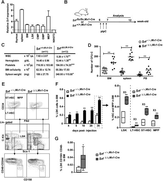 Figure 1. Loss of SRF induces the expansion of stem cells and their multipotent progenitors. (A) Relative expression of Srf in hematopoietic organs and sorted hematopoietic populations from control mice (n = 2) analyzed by qRT-PCR. Expression levels are normalized to Gapdh and results are expressed relative to the level of Srf expression in NIH3T3 fibroblasts (set to 1). (B) Experimental outline of Srf deletion. (C) Table of the hematologic parameters, BM cellularity, and spleen weight for each genotype 5 weeks post-pIpC treatment. Values shown are mean ± SEM (n = 11-13 per group, *P < .05, **P < .01, ***P < .001 by Mann-Whitney test). (D) In vitro colony assays. BM (2 × 104), spleen (2 × 105), and peripheral blood (PB,5 × 105) cells were plated in methylcellulose medium and scored for CFU-Cs (combined scoring for BFU-Es, CFU-GMs, and CFU-GEMMs) after 7 days. Values shown are mean ± SEM (n = 10 per genotype, **P < .01). (E) Representative FACS profile of LSKs and their subpopulations (LT-HSCs, ST-HSCs, MPPs) in the BM of Srf+/+;Mx1-Cre and SrfΔ/Δ;Mx1-Cre mice 5 weeks after pIpC treatment. (F) Time course analyses of dynamic changes in LSKs (left) and their subpopulations (right) after pIpC injection. Values shown are mean ± SEM (n = 4 for each genotype at 4, 5, 10, and 20 days, and n = 10 at 35 days, *P < .05 and **P < .01 by Mann-Whitney test). (G) Quantification of the percentage of CD150+CD48-CD244- cells in the LSK compartment of Srf+/+;Mx1-Cre and SrfΔ/Δ;Mx1-Cre mice 5 weeks after pIpC treatment. Values shown are mean ± SEM (n = 4 per genotype, *P < .05 by Mann-Whitney test). For box-and-whisker plots, midline indicates the median value; upper and lower edges of the box plot are the 75th and 25th percentiles.