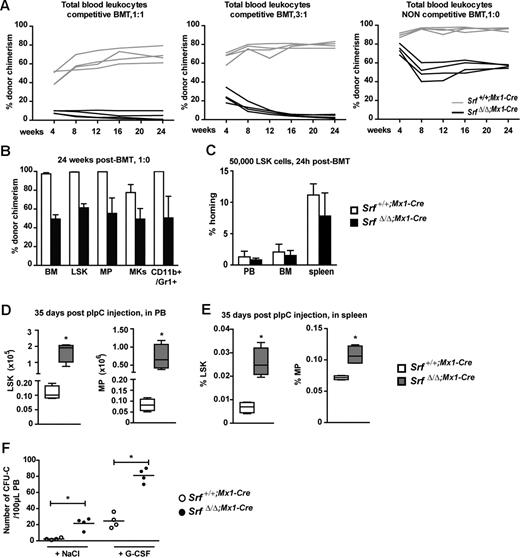 Figure 4. Loss of Srf profoundly affects HSC engraftment ability. (A) Competitive and noncompetitive BMT assays. CD45.2 donor BM cells (4 × 106) isolated from Srf+/+;Mx1-Cre and SrfΔ/Δ;Mx1-Cre mice 5 weeks after pIpC treatment were transplanted into lethally irradiated CD45.1 congenic recipients. Donor cells were either equivalent in number to competitor CD45.1 BM cells (1:1) (left panel) or outnumbered competitor cells by 3-fold (3:1) (middle panel). Noncompetitive BMT were performed without competitor (1:0) (right panel). The percentage of donor chimerism (CD45.2) in the PB is given at the indicated time points posttransplantation (n = 4 mice per cohort). (B) Percentage of CD45.2 chimerism in BM subpopulations from the noncompetitive BMT 24 weeks posttransplantation. LSKs, MPs, megakaryocytes (Mks, CD41highCD42bhigh), myelo-monocytic cells (CD11b+Gr-1+). Values shown are mean ± SEM (n = 4 mice per cohort). (C) Short-term in vivo homing assay. LSKs at 5 × 104 and isolated from Srf+/+;Mx1-Cre and SrfΔ/Δ;Mx1-Cre mice (5 weeks after pIpC treatment) were stained with CFSE prior transplantation into lethally irradiated recipients. The percentage of CFSE+ LSKs present in the PB, BM, and spleen was scored by flow cytometry 24 hours after injection (n = 4 mice per cohort). The percentage of homing was determined as reported.28 (D) Absolute number of LSKs and MPs in total PB of Srf+/+;Mx1-Cre and SrfΔ/Δ;Mx1-Cre mice 35 days after pIpC treatment. Values shown are mean ± SEM (n = 5 mice per group, *P < .05). (E) Percentage of LSKs and MPs in spleen of Srf+/+;Mx1-Cre and SrfΔ/Δ;Mx1-Cre mice 35 days after pIpC treatment. Values shown are mean ± SEM (n = 5 mice per group, *P < .05 by Mann-Whitney test). (F) G-CSF mobilization assay on Srf+/+;Mx1-Cre and SrfΔ/Δ;Mx1-Cre mice 35 days after pIpC treatment. Mice were daily treated by G-CSF (200 μg/kg/d†) or NaCl during 5 days. At day 6, 100 μL PB were collected by retro-orbital plexus and cultured in methylcellulose medium. Scatter plots show the numbers of colonies scored after 7 days of culture (n = 4 mice per group, *P < .05 by Mann-Whitney test).
