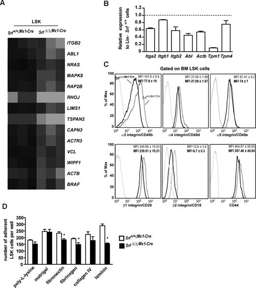 Figure 5. Loss of Srf deregulates expression of the integrin network and impairs stem cell and MPP adhesion to synthetic substrates. (A) Heat map representation of the transcripts abundance of genes associated to the integrin signaling pathway identified in SrfΔ/Δ;Mx1-Cre LSKs. Black indicates high abundance and gray/white low abundance of each transcript. Gene names are indicated. Map was obtained using the Ingenuity Pathway Analysis. (B) qRT-PCR analysis of the expression levels of genes associated to the integrin signaling pathway or encoding for actomyosin cytoskeleton components, in Lineage (Lin)-negative cell populations from SrfΔ/Δ;Mx1-Cre mice. Expression levels were normalized to Gapdh, and results were expressed relative to gene expression levels in Srf+/+;Mx1-Cre mice (set to 1). Values shown are the mean ± SEM from 2 independent experiments. (C) Representative FACS profile of α2, α4, α5, β1, β2 integrins and CD44 expression on the surface of Srf+/+;Mx1-Cre and SrfΔ/Δ;Mx1-Cre LSK (n = 4 per genotype; 5 weeks after pIpC treatment). The mean fluorescence intensity (MFI) ± standard deviation is indicated. (D) Ex vivo adhesion properties of Srf+/+;Mx1-Cre and SrfΔ/Δ;Mx1-Cre LSKs. Cells were counted 2 hours after plating onto synthetic matrix-coated wells. Background adhesion of LSKs on uncoated slides was subtracted from each value. Two independent experiments were performed, and each condition was analyzed in triplicate or more; data represent means ± SEM (n = 4 for each genotype, *P < .05 by Mann- Whitney test).