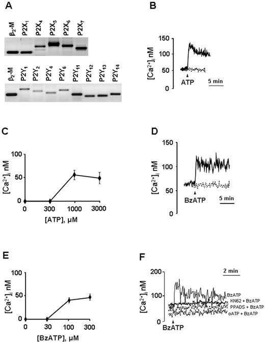 Figure 1. NK cells express functional P2Rs. (A) Expression profile of mRNA encoding P2XR and P2YR and the housekeeping gene β2 microglobulin (β2-M) in freshly isolated NK cells, 1 representative experiment of 4 is shown. (B,D) Calcium signal in NK cells stimulated with extracellular nucleotides. Cells were stimulated with 1mM ATP (B) or 300μM BzATP (D) in the presence (continuous line) or absence (dashed line) of extracellular Ca2+. For Ca2+-free conditions, 0.5mM ethyleneglycoltetraacetic acid was added to the Ca2+-free saline solution to chelate contaminating Ca2+. Dose-dependency curves for ATP- (C) or BzATP-induced (E) Ca2+ response are shown. (F) NK cells were incubated in the presence of the following P2 antagonists/inhibitors: KN62 (100nM, for 30 minutes), PPADS (100μM, for 2 hours), and oATP (600μM for 1.5 hours). Cells were rinsed (oATP and PPADS) and stimulated with 300μM BzATP. One representative experiment of at least 5 similar is shown (B,D,F). Data are mean ± SD of at least 4 independent experiments (C,E).