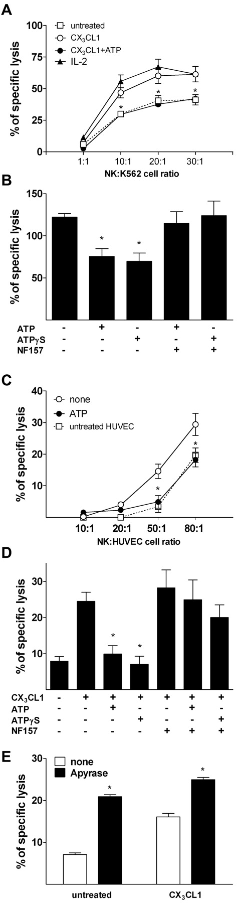 Figure 4. ATP inhibits CX3CL1-induced NK-cell cytotoxicity. (A) Effect of 100μM ATP on 10 ng/mL CX3CL1-induced NK cell–mediated killing of K562 cells *P < .05, CX3CL1 versus CX3CL1 + ATP. (B) CX3CL1 ability to increase HUVEC killing by NK cells is blocked by ATP and ATP-γS and restored by NF157. NK cells were treated with 10 ng/mL CX3CL1 in the presence of the indicated stimuli (100μM ATP, 10μM ATP-γS, 100μM NF157) for 2 hours before the coculture performed at 80:1 (NK/target cells) ratio. *P < .05 versus cells treated with CX3CL1 only. (C) ATP (100μM) inhibits NK cell–mediated cytolytic activity against TNF-α–activated ECs. HUVECs were left untreated or stimulated for 16 hours with 50 ng/mL rhTNF-α and used in cytotoxicity assay. *P < .05 versus cells treated with TNF-α only. (D) Effect of 100μM ATP and 10μM ATP-γS on CX3CL1-induced killing of HCAECs by NK cells. *P < .05 versus cells treated with CX3CL1 only. (E) Hydrolysis of endogenous extracellular ATP by apyrase (1 U/mL) enhances basal and CX3CL1-induced NK cell–mediated killing of HUVECs. *P < .05. Data are mean ± SD of percentages of unstimulated NK cells from 3 independent experiments. All P values were calculated by Student t test for paired samples.