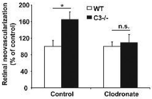 Figure 5. Increased angiogenesis due to C3-deficiency is dependent on macrophages. WT or C3−/− mice were subjected to the ROP model and animals were injected with control liposomes or clodronate liposomes to deplete macrophages. Retinal neovascularization was quantified on day p17. Retinal neovascularization is presented as the number of epiretinal neovascular nuclei per section. Data are mean ± SEM (n = 12-17 pups per group) and are shown as percentage of control. Number of epiretinal nuclei in WT mice treated with control liposomes represents the 100% control. *P < .05; ns, not significant.