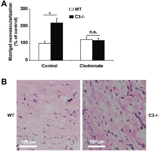Figure 6. Matrigel plug angiogenesis in C3-deficient mice. Angiogenesis was assessed using the in vivo Matrigel plug assay as described under “In vivo Matrigel plug assay.” (A) Six hours after Matigel implantation, WT and C3−/− mice were injected with control liposomes or clodronate liposomes to deplete macrophages and after 7 days angiogenesis was assessed within the explanted Matrigels. Data are mean ± SEM (n = 14 Matrigels per group) and are shown as percentage of control. Area of neovascularization in WT mice treated with control liposomes represents the 100% control. *P < .01; ns, not significant. (B) Frozen sections of the explanted Matrigels were stained with H&E. C3−/− mice showed significantly more Matrigel plug neovascularization. Scale bars, 150 μm.