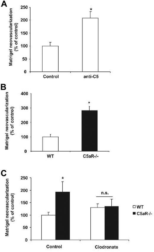 Figure 7. C5aR plays an inhibitory role in Matrigel plug angiogenesis. (A) Angiogenesis was assessed using the in vivo Matrigel plug assay. (A) Six hours and 3 days after Matrigel implantation, C57BL/6 WT mice were injected with control IgG or anti-C5 (clone BB5.1, 750 μg per mouse). After 7 days, angiogenesis was assessed within the explanted Matrigels. Data are mean ± SEM (n = 10 Matrigels per group) and are shown as percentage of control. Area of neovascularization in WT mice treated with IgG control represents the 100% value. *P < .005. (B) Matrigel angiogenesis was quantified in WT and C5aR−/− mice. Data are mean ± SEM (n = 5 Matrigels per group) and are shown as percentage of control. The area of neovascularization of WT mice represents the 100% control. *P < .01. (C) Six hours after Matrigel implantation, WT and C5aR−/− mice were injected with control liposomes or clodronate liposomes to deplete macrophages and after 7 days angiogenesis was assessed within the explanted Matrigels. Data are mean ± SEM (n = 8 Matrigels per group) and are shown as percentage of control. Area of neovascularization in WT mice treated with control liposomes represents the 100% control. *P < .05; ns, not significant.