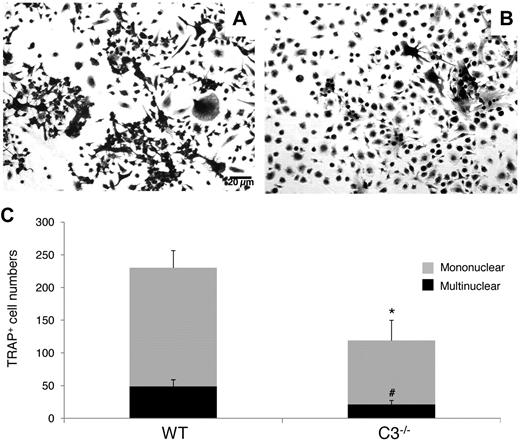 Figure 1. C3 produced by BM cells is required for efficient OC differentiation. Aliquots of 2 × 106 WT and C3−/− BM cells were cultured in α-MEM/10% heat-inactivated FBS media in each well of a 24-well plate together with 1 × 10−8M 1,25(OH)2 vitamin D3. OCs were stained, and TRAP-positive cells in each well were counted under a microscope. Panels show representative TRAP-positive cells from WT (A), C3−/− (B), BM cells, and total mononuclear (mono)/multinucleated (multi) TRAP-positive cells in each well (C). Results are representative from 3 independent experiments performed in triplicate. Data are mean ± SD: *P < .05, #P < .05.