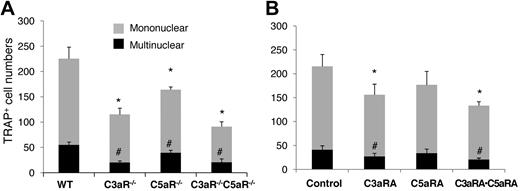 Figure 5. C3aR/C5aR are required for efficient OC differentiation. (A) 2 × 106 WT,C3aR−/−,C5aR−/−, and C3aR−/−C5aR−/− BM cells were cultured in α-MEM/10% heat-inactivated media in each well of a 24-well plate together with 1 × 10−8M 1,25(OH)2 vitamin D3. OCs were stained, and TRAP-positive cells in each well were counted under a microscope. (B) WT BM cells (2 × 106) were cultured in α-MEM/10% heat-inactivated FBS media in each well of a 24-well plate together with 1 × 10−8M 1,25(OH)2 vitamin D3 in the presence of placebo (control), C3aRA, C5aRA, or C3aRA·C5aRA. OCs were stained, and TRAP-positive cells in each well were counted under a microscope. Results are representative from 2 independent experiments performed in triplicate. Data are mean ± SD *P < .05, #P < .05.