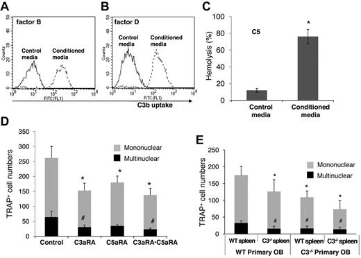 Figure 7. Complement is locally produced and required for efficient OC differentiation in humans. (A) Zymosan-based C3b uptake assays using factor B−/− sera plus 1:5 diluted control media (solid line) or human BM cell–conditioned media (dotted line), showing that BM cell-conditioned media compensated the absence of factor B. (B) Zymosan-based C3b uptake assays using factor D−/− sera plus 1:5 diluted control media (solid line) or human BM cell-conditioned media (dotted line), showing that BM cell-conditioned media compensated the absence of factor D. (C) EshA-hemolytic assays using C5-depleted sera plus 1:5 diluted control media or BM cell-conditioned media, showing that BM cell-conditioned media compensated the absence of C5, therefore inducing C5b-9–mediated hemolysis. (D) Human BM cells were incubated with 1 × 10−8M 1,25(OH)2 vitamin D3 in the presence of placebo (control), C3aRA, C5aRA, or C3aRA·C5aRA, showing that efficient OC differentiation in humans also requires C3aR/C5aR as in mice. Representative results of 2 independent experiments. Data are mean ± SD: *P < .05, #P < .05. (E) Both mesenchymal cells and OC progenitors are involved in the complement-regulated OC differentiation. Samples of 2 × 104 primary WT or C3−/− calvarial OBs were cultured with 2 × 106 WT and C3−/− splenocytes (as source of OC progenitors) together with 1 × 10−8M 1,25(OH)2 vitamin D3. The resultant TRAP-positive cells were counted after 12 days of coculture.
