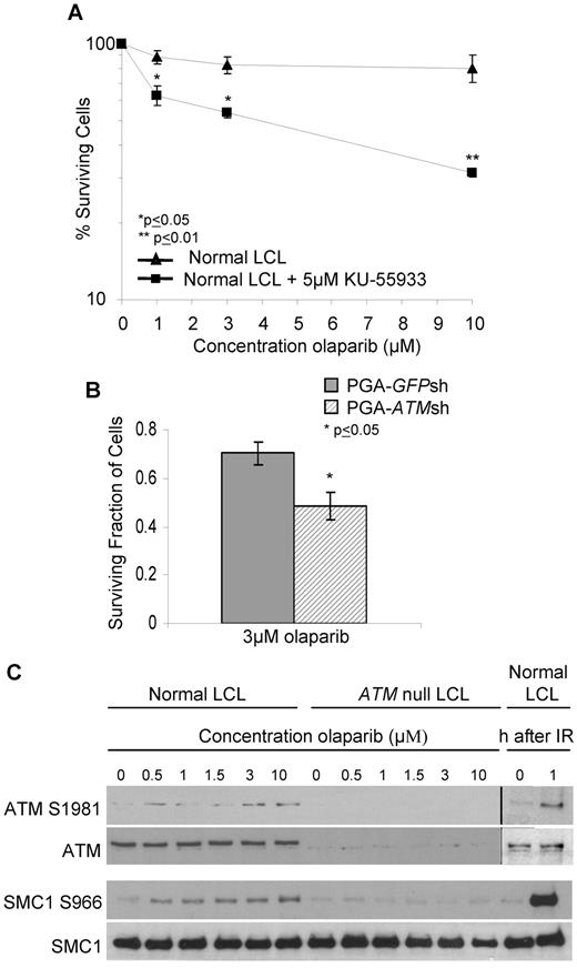 Figure 2. The cytotoxic response to olaparib is ATM-specific. Effect of increasing doses of olaparib after 7 days exposure on survival of control LCL cells treated with 5μM of the ATM inhibitor, KU-55 933 (A) and PGA cells without (GFPsh) and (B) with (ATMsh) ATM knockdown. (C) Immunoblotting shows olaparib-induced dose-dependent phosphorylation of ATM-dependent targets in normal cells. IR provides a positive control.